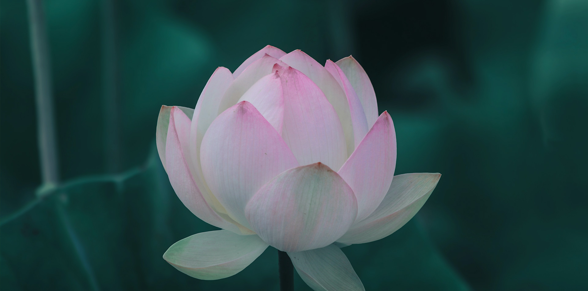 Image Background